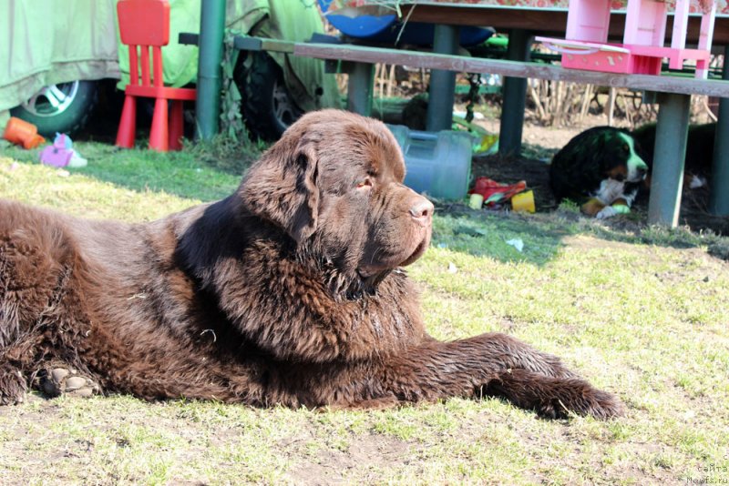 Фото: ньюфаундленд Charli The Best Helfi Pel (Чарли Де Бест Хелфи Пэл)