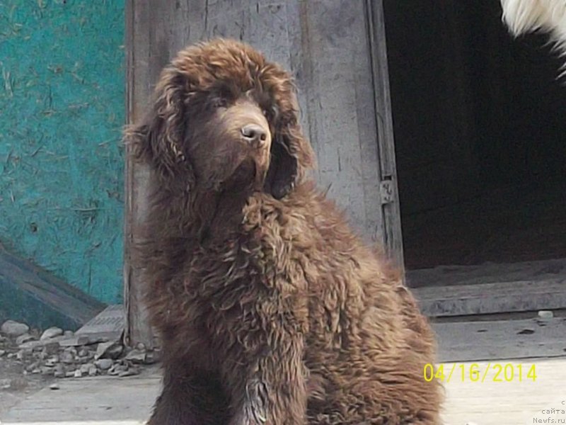 Фото: ньюфаундленд N'yufort YU'Severino (Ньюфорт Ю'Северино)