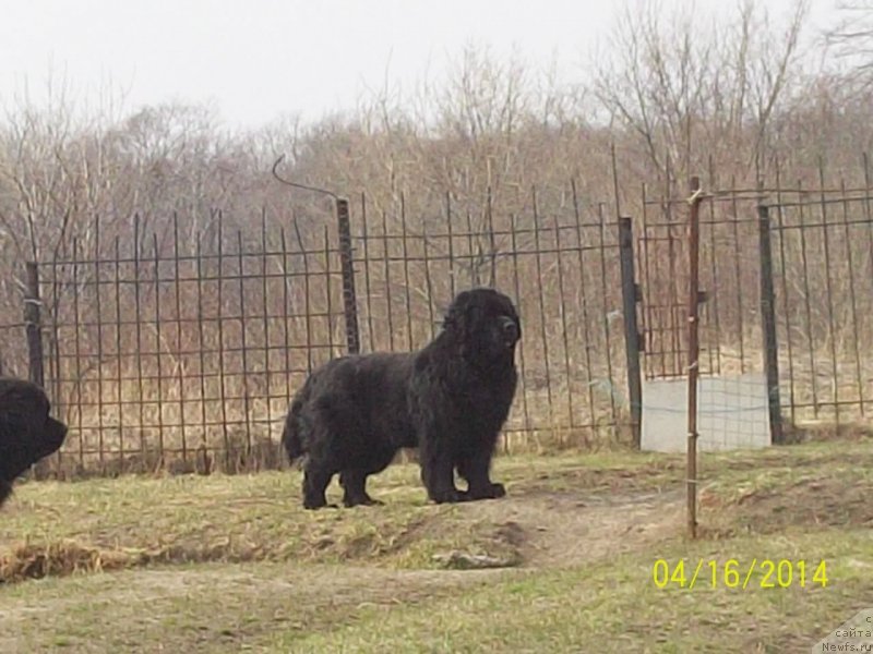 Фото: ньюфаундленд Vito Kacho Ferl (Вито Качо Ферл)