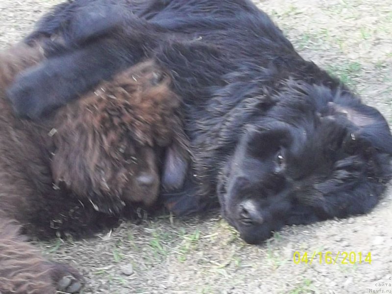 Фото: ньюфаундленд Super Premium Nemessis (Супер Премиум Немессис), ньюфаундленд N'yufort YU'Severino (Ньюфорт Ю'Северино)