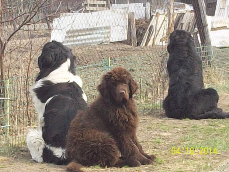 Фото: ньюфаундленд Super Premium Litoniel Vallaninor (Супер Премиум Литониэль Валланинор), ньюфаундленд N'yufort YU'Severino (Ньюфорт Ю'Северино)