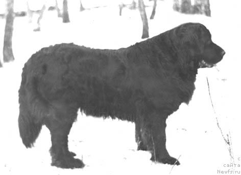 Фото: ньюфаундленд Zol' Violetta (Золь Виолетта)