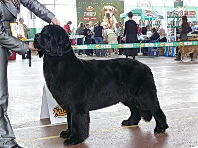 Фото: ньюфаундленд Aquatoriya Kelvin Golden Spirit (Акватория Келвин Голден Спирит)