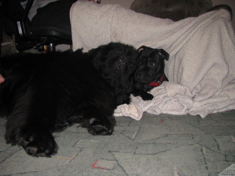 Фотография № 151201