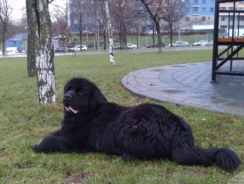 Фото: ньюфаундленд Chernyj Chank s Berega Dona (Черный Чанк с Берега Дона)