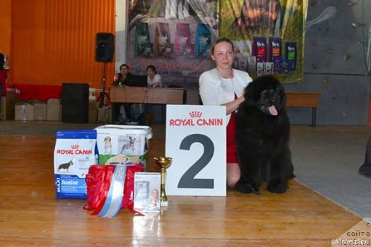Фото: ньюфаундленд Viola Kosta Lamponi (Виола Коста Лампони), YElina YUnusova (Элина Юнусова)