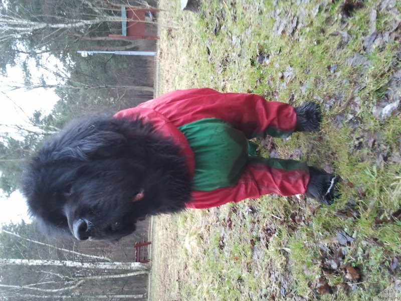 Фото: ньюфаундленд Beguschaya po Volnam Vizantiya de Lyuks (Бегущая по Волнам Византия де Люкс)