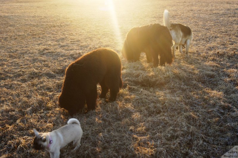Фото: ньюфаундленд YEl'brus iz Antagrada (Эльбрус из Антаграда), ньюфаундленд Rusalochka iz Plemeni Kedra (Русалочка из Племени Кедра), и компания.