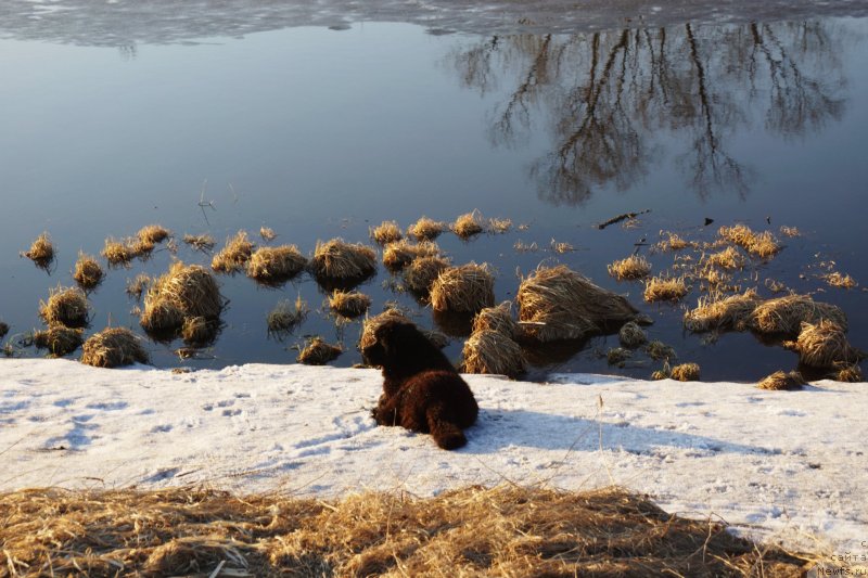 Фото: ньюфаундленд YEl'brus iz Antagrada (Эльбрус из Антаграда)