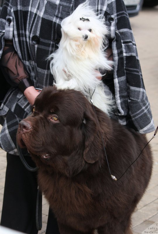 Фото: ньюфаундленд Charli The Best Helfi Pel (Чарли Де Бест Хелфи Пэл)