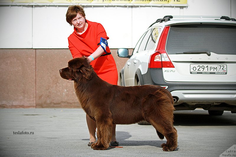 Фото: ньюфаундленд Aquatoriya Kelvin Harmony Red Lable (Акватория Келвин Хармони Ред Лэйбл)