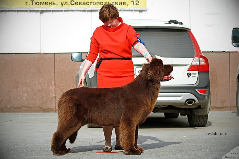 Фото: ньюфаундленд Aquatoriya Kelvin Harmony Red Lable (Акватория Келвин Хармони Ред Лэйбл)