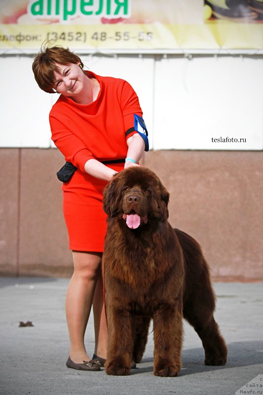 Фото: ньюфаундленд Aquatoriya Kelvin Harmony Red Lable (Акватория Келвин Хармони Ред Лэйбл)