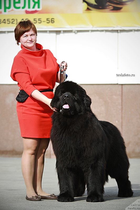 Фото: Tat'yana Abutova (Татьяна Абутова), ньюфаундленд Aquatoriya Kelvin Ultimatum (Акватория Келвин Ультиматум)