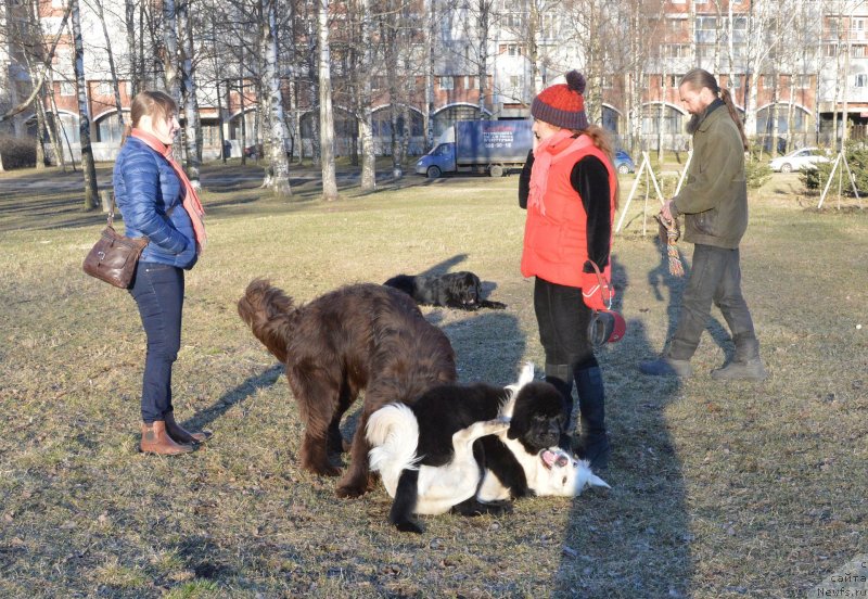 Фото: ньюфаундленд Smigar Ursburgskaya Krasavica (Смигар Урсбургская Красавица)