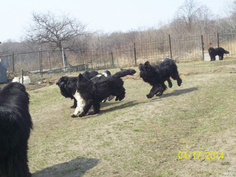 Фото: ньюфаундленд Super Premium Liniel Daylirring (Супер Премиум Линиэль Дайлиррин), ньюфаундленд Super Premium Litoniel Vallaninor (Супер Премиум Литониэль Валланинор), ньюфаундленд Super Premium Nao Del Trato (Супер Премиум Нао Дел Трато), ньюфаундленд Super Premium Nemessis (Супер Премиум Немессис)