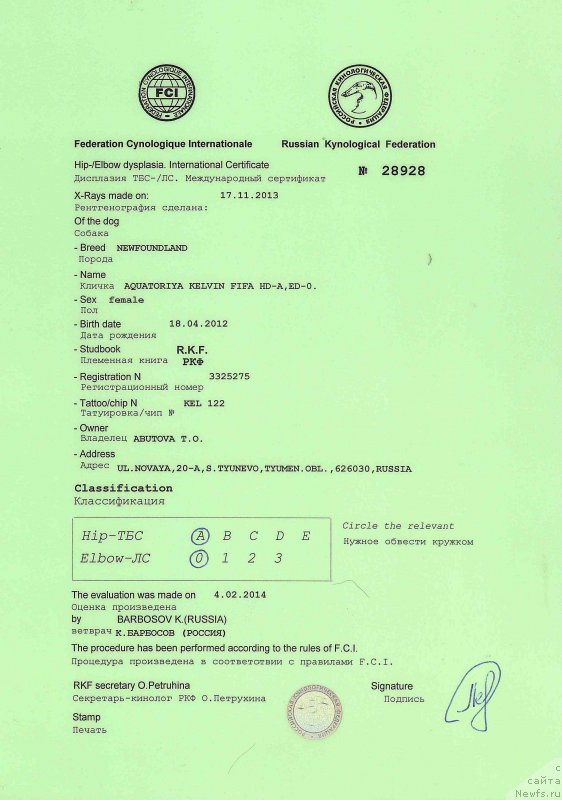 Фото: ньюфаундленд Aquatoriya Kelvin Fifa (Акватория Келвин Фифа)