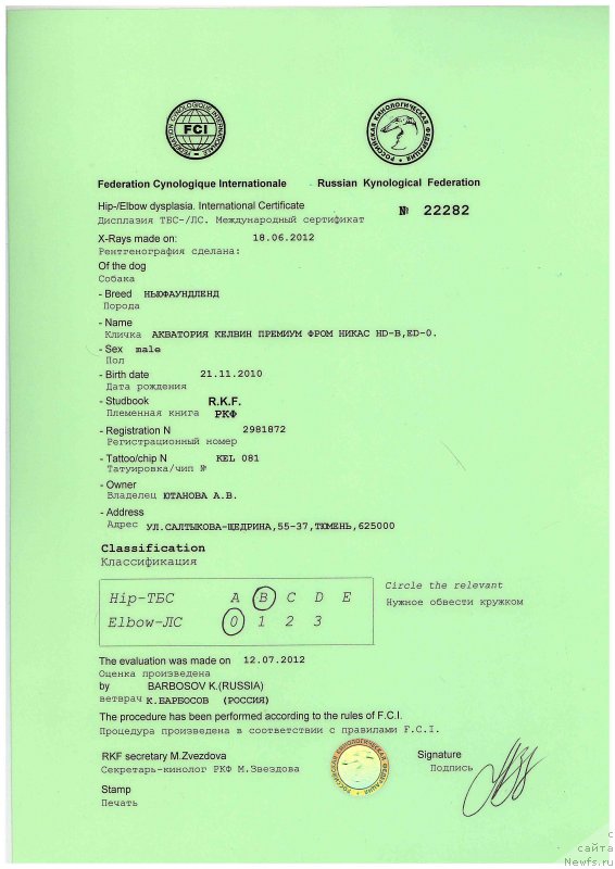 Фото: ньюфаундленд Akvatoriya Kelvin Premium from Nikas (Акватория Келвин Премиум фром Никас)