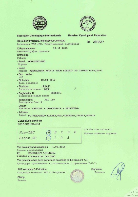 Фото: ньюфаундленд Aquatoriya Kelvin From Siberia at Cayuga (Акватория Келвин Фром Сибириа эт Каюга)