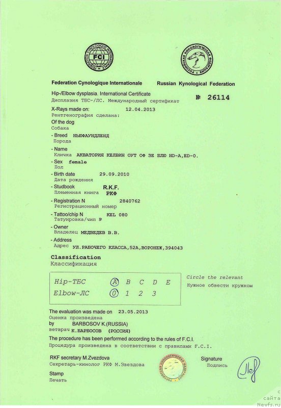 Фото: ньюфаундленд Aquatoriya Kelvin Out of The Blue (Акватория Келвин Оут оф зе Блю)