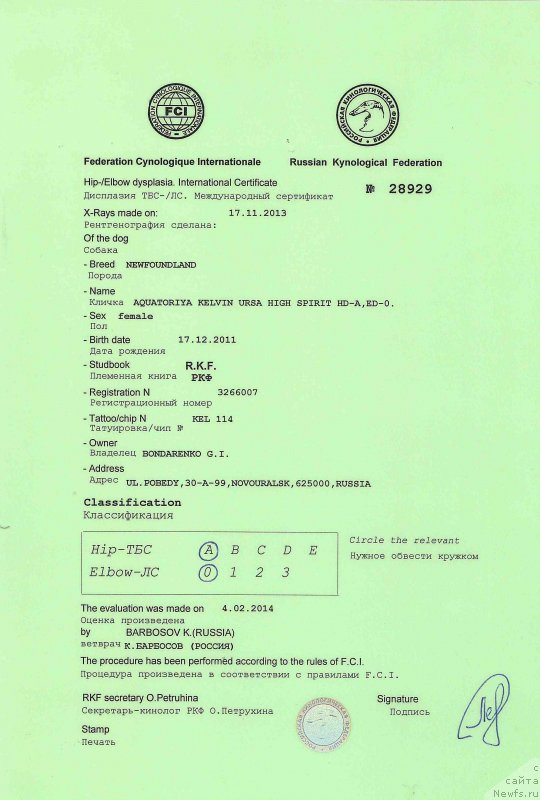 Фото: ньюфаундленд Aquatoria Kelvin Ursa High Spirit (Акватория Келвин Урса Хай Спирит)