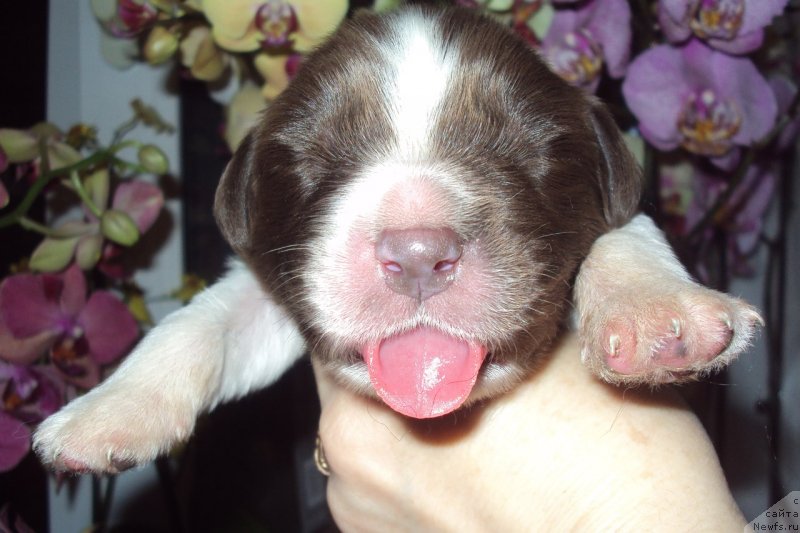 Фотография № 151258