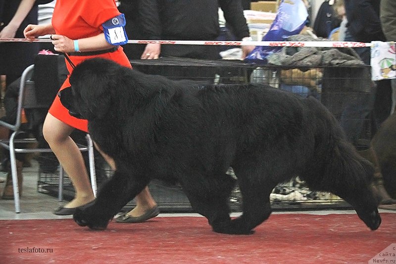 Фото: ньюфаундленд Aquatoriya Kelvin Ultimatum (Акватория Келвин Ультиматум)