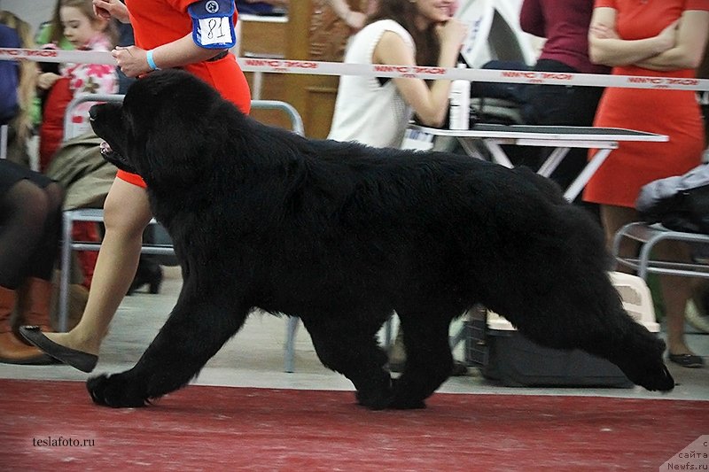 Фото: ньюфаундленд Aquatoriya Kelvin Ultimatum (Акватория Келвин Ультиматум)