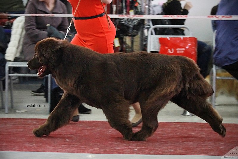 Фото: ньюфаундленд Aquatoriya Kelvin Harmony Red Lable (Акватория Келвин Хармони Ред Лэйбл)