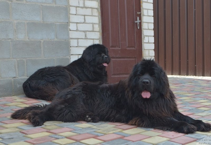 Фото: ньюфаундленд Samaya Privlekatel'naya Kara Deniz (Самая Привлекательная Кара Дениз), ньюфаундленд Charly Bolshoj Malysh (Чарли Большой Малыш)