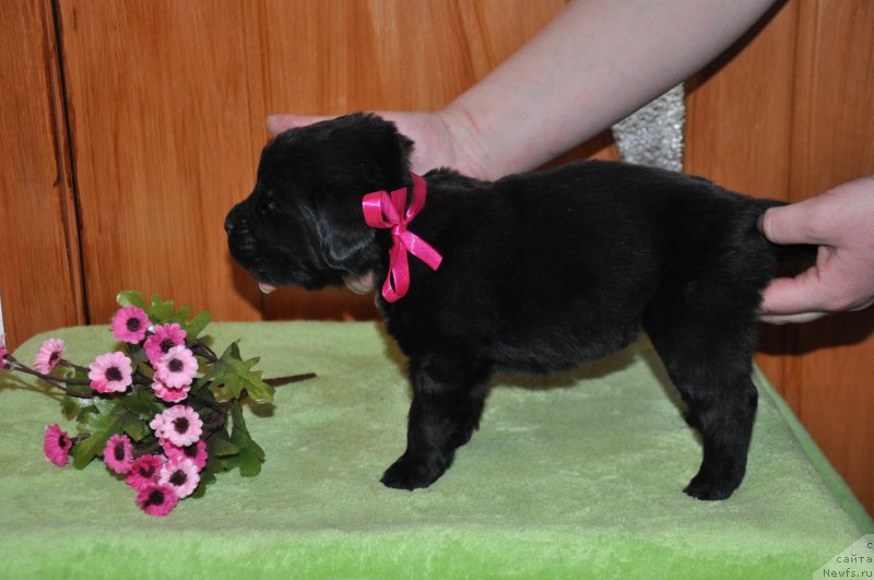 Фото: ньюфаундленд Kara Ayular Almaznaya Princessa (Кара Аюлар Алмазная Принцесса)