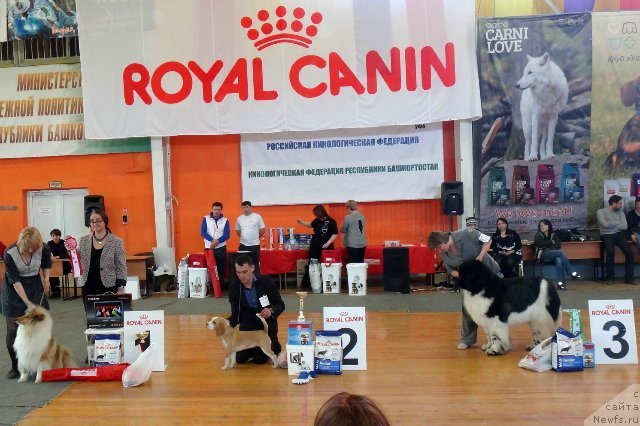 Фото: ньюфаундленд Super Bizon Cosmos (Супер Бизон Космос)