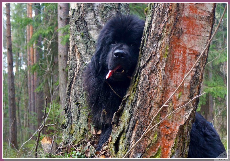 Фото: ньюфаундленд Pitern'yuf CHabot Armagnak (Питерньюф Чабот Армагнак)