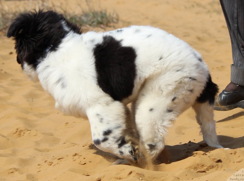 Фото: ньюфаундленд Sent Djons Isida (Сент Джонс Исида)