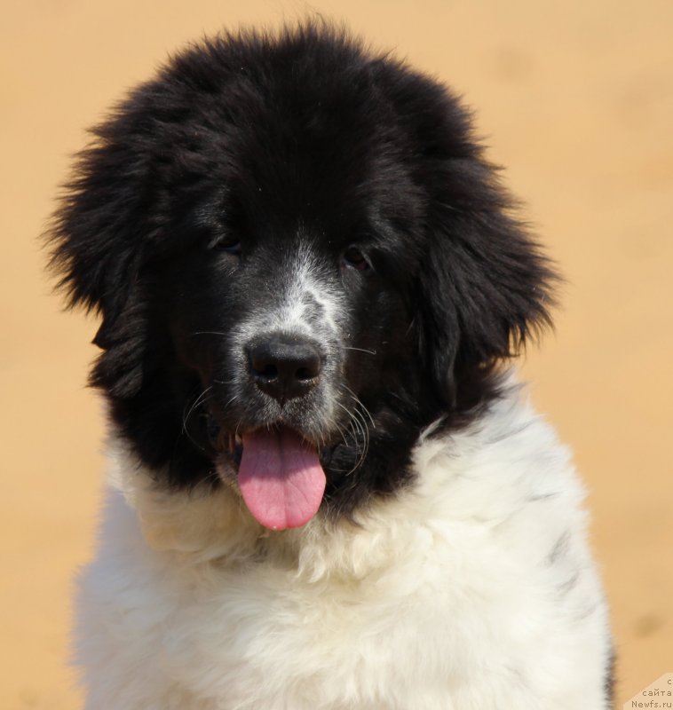 Фото: ньюфаундленд Sent Djons Isida (Сент Джонс Исида)