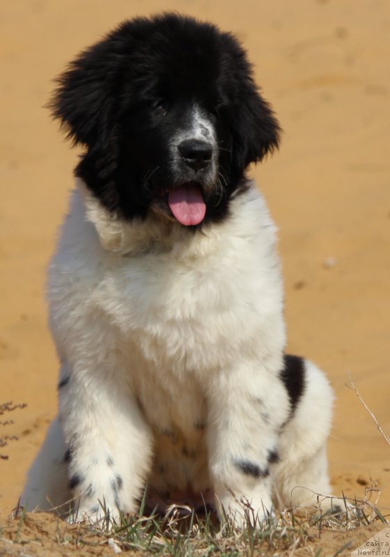 Фото: ньюфаундленд Sent Djons Isida (Сент Джонс Исида)