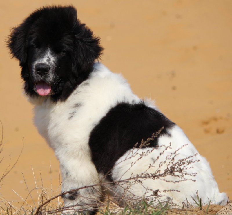 Фото: ньюфаундленд Sent Djons Isida (Сент Джонс Исида)