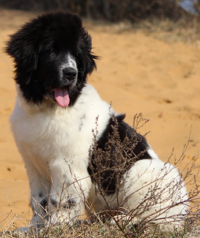 Фото: ньюфаундленд Sent Djons Isida (Сент Джонс Исида)