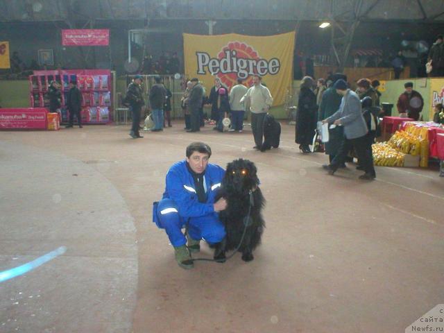 Фото: ньюфаундленд CHarleta YEl' Zar (Чарлета Эль Зар)