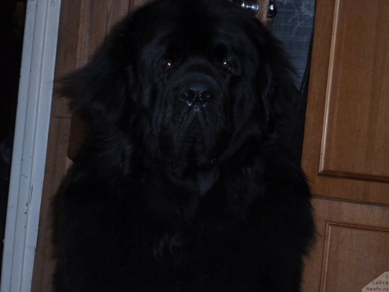 Фото: ньюфаундленд Na Grebne Volnyi Korolevskiy Syin (На Гребне Волны Королевский Сын)