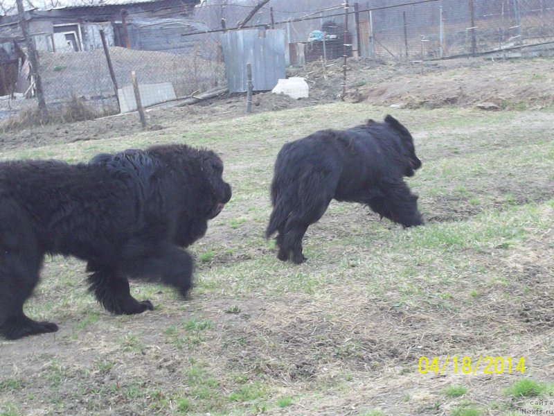 Фото: ньюфаундленд Super Premium Nao Del Trato (Супер Премиум Нао Дел Трато), ньюфаундленд Super Premium Nemessis (Супер Премиум Немессис)