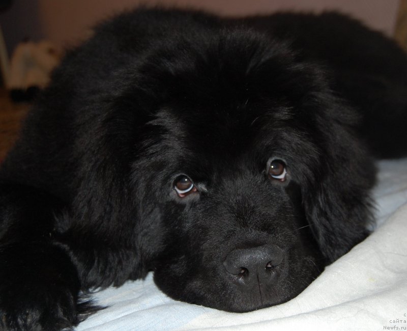 Фотография № 151326