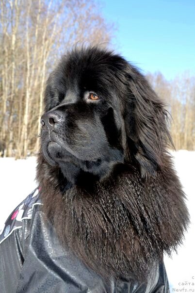 Фото: ньюфаундленд Val'kiriya Sigryun (Валькирия Сигрюн)