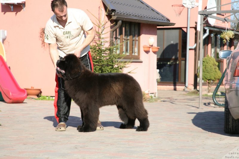 Фото: ньюфаундленд Guliver Moon Bear