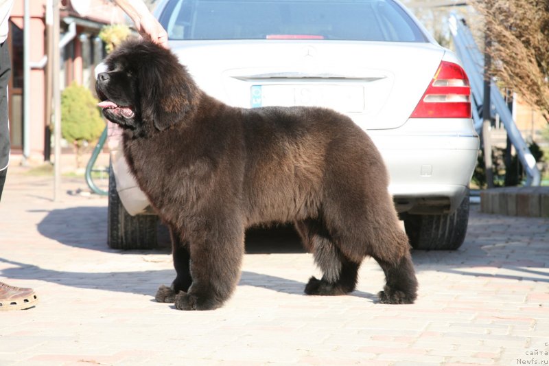 Фото: ньюфаундленд Guliver Moon Bear