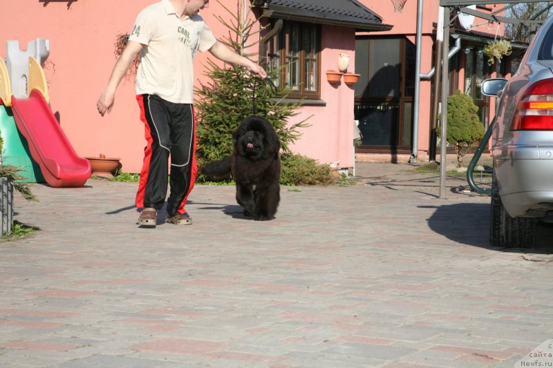 Фото: ньюфаундленд Guliver Moon Bear