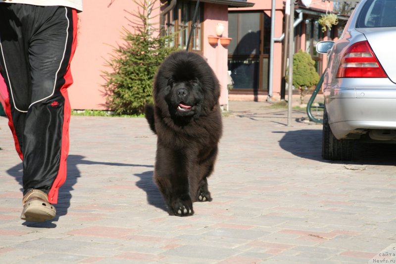 Фото: ньюфаундленд Guliver Moon Bear