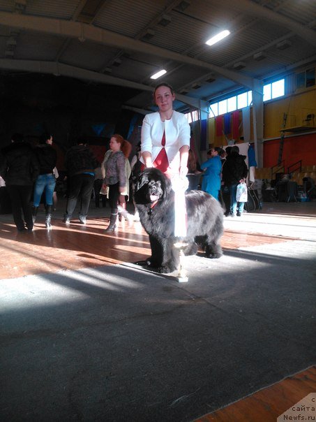 Фото: ньюфаундленд Viola Kosta Lamponi (Виола Коста Лампони), YElina YUnusova (Элина Юнусова)