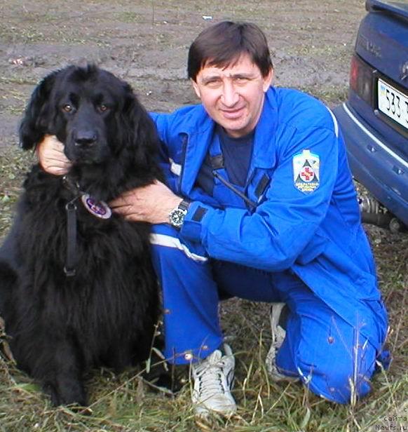 Фото: ньюфаундленд CHarleta YEl' Zar (Чарлета Эль Зар)