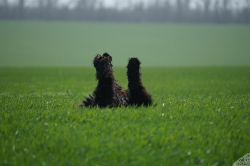 Фото: ньюфаундленд Charuyuschiy Chezario (Чарующий Чезарио)
